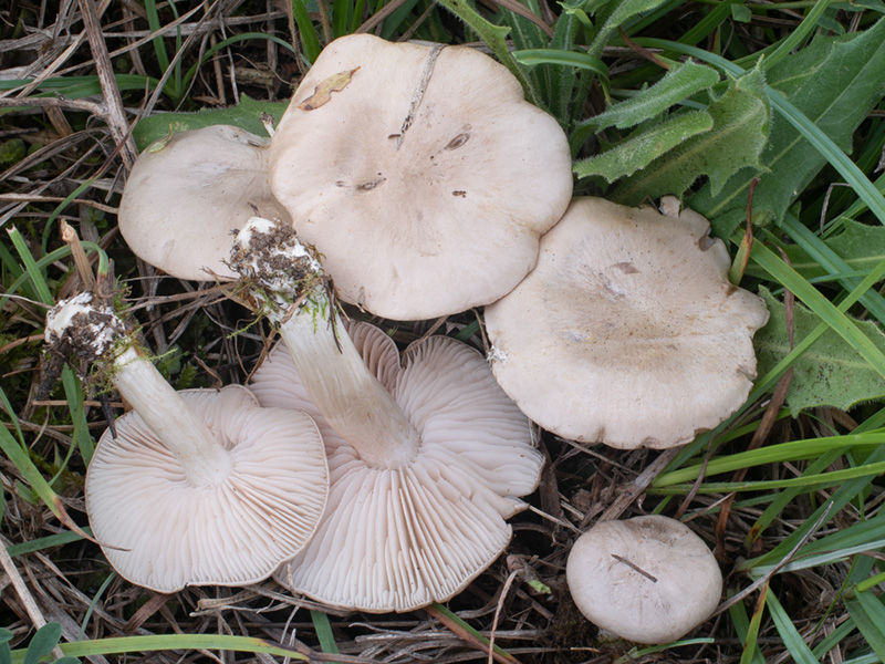 Entoloma excentricum